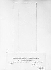 Tolyposporium junci image